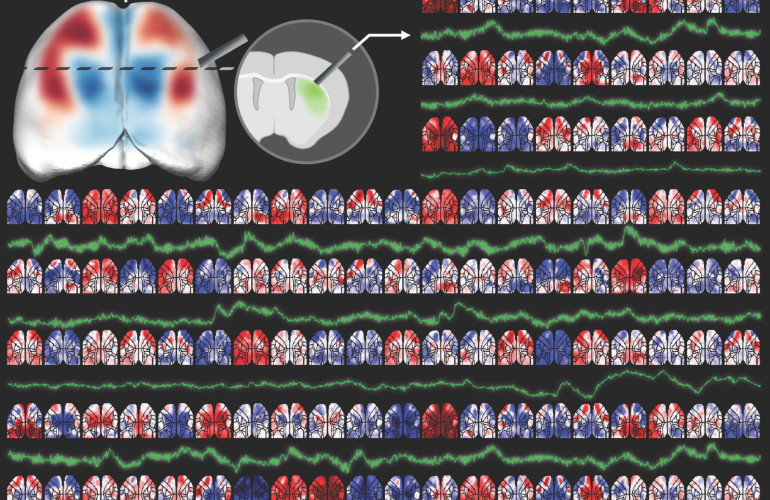 A three-dimensional virtual mouse generates synthetic training data for  behavioral analysis